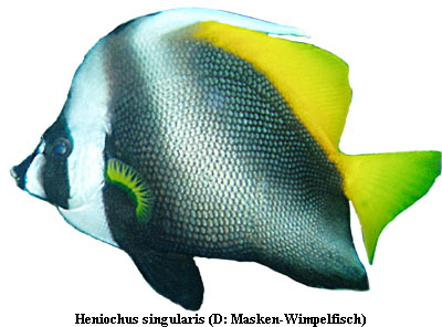 Heniochus singularis (D: Masken-Wimpelfisch)