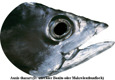 Auxis thazart (D: unechter Bonito oder Makrelenthunfisch)